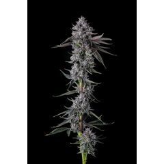 Chrome Dome, Фасовка: 3